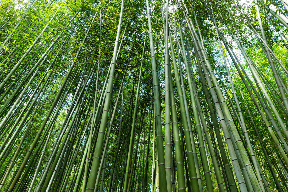 Bamboo The Amazing Sustainable Wood And Cotton Substitute