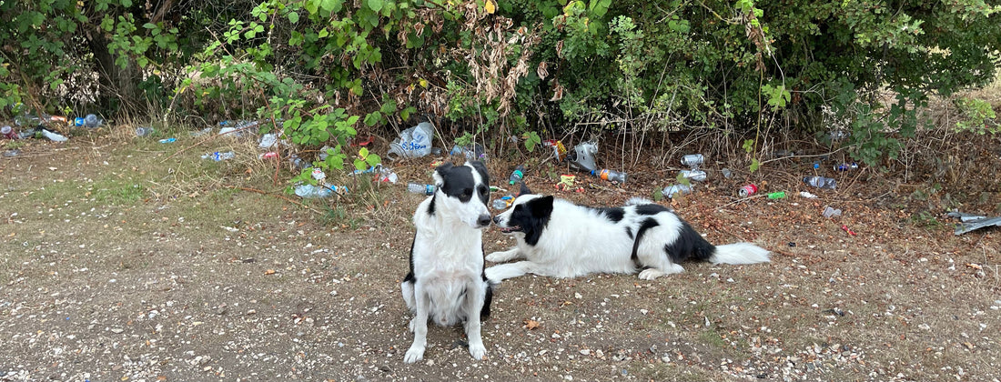 A Dog Walk That Opened My Eyes: The Plastic Crisis in Our Backyard