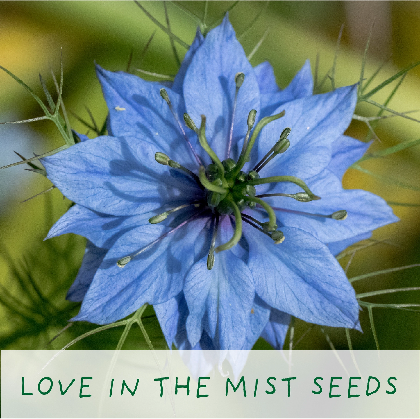 Seeds of Love. Eco Grow Your Own Plant Kit, Gardening Kit