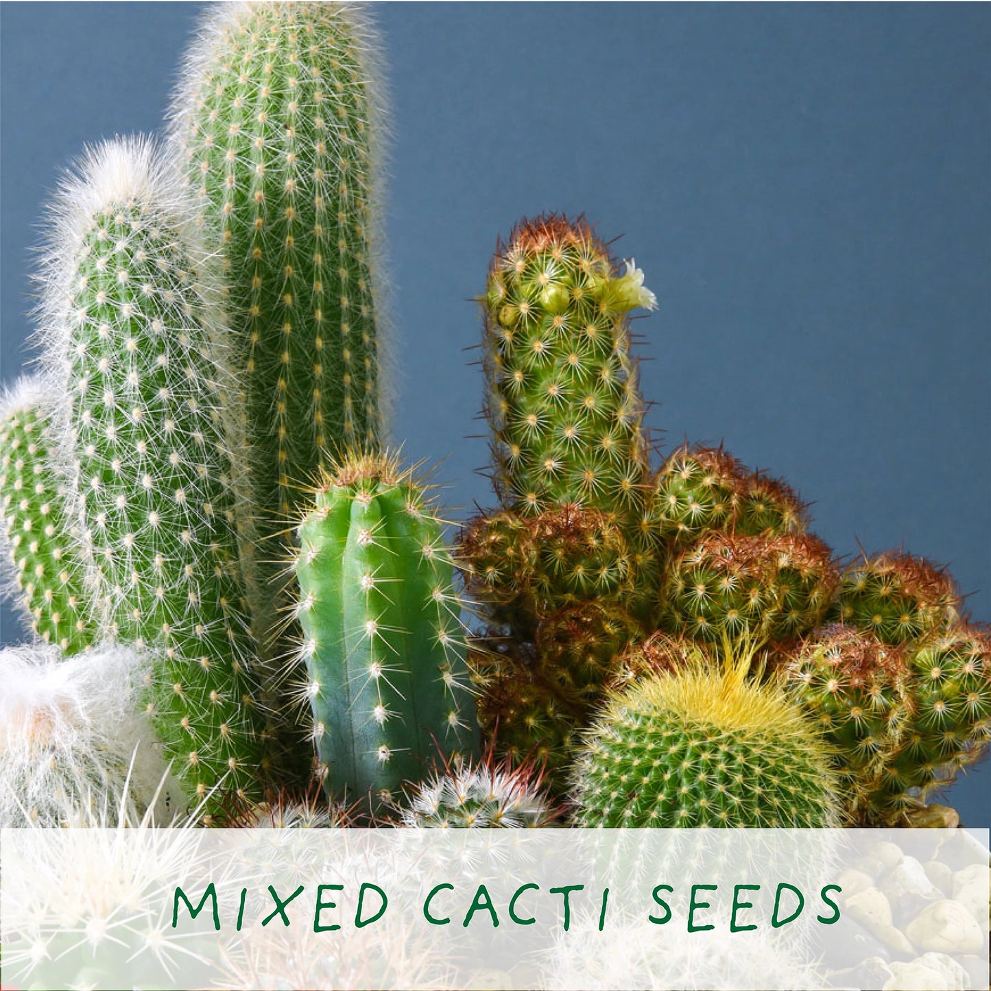 Prick N Mix. Eco Grow Your Own Cactus, Gardening Kit