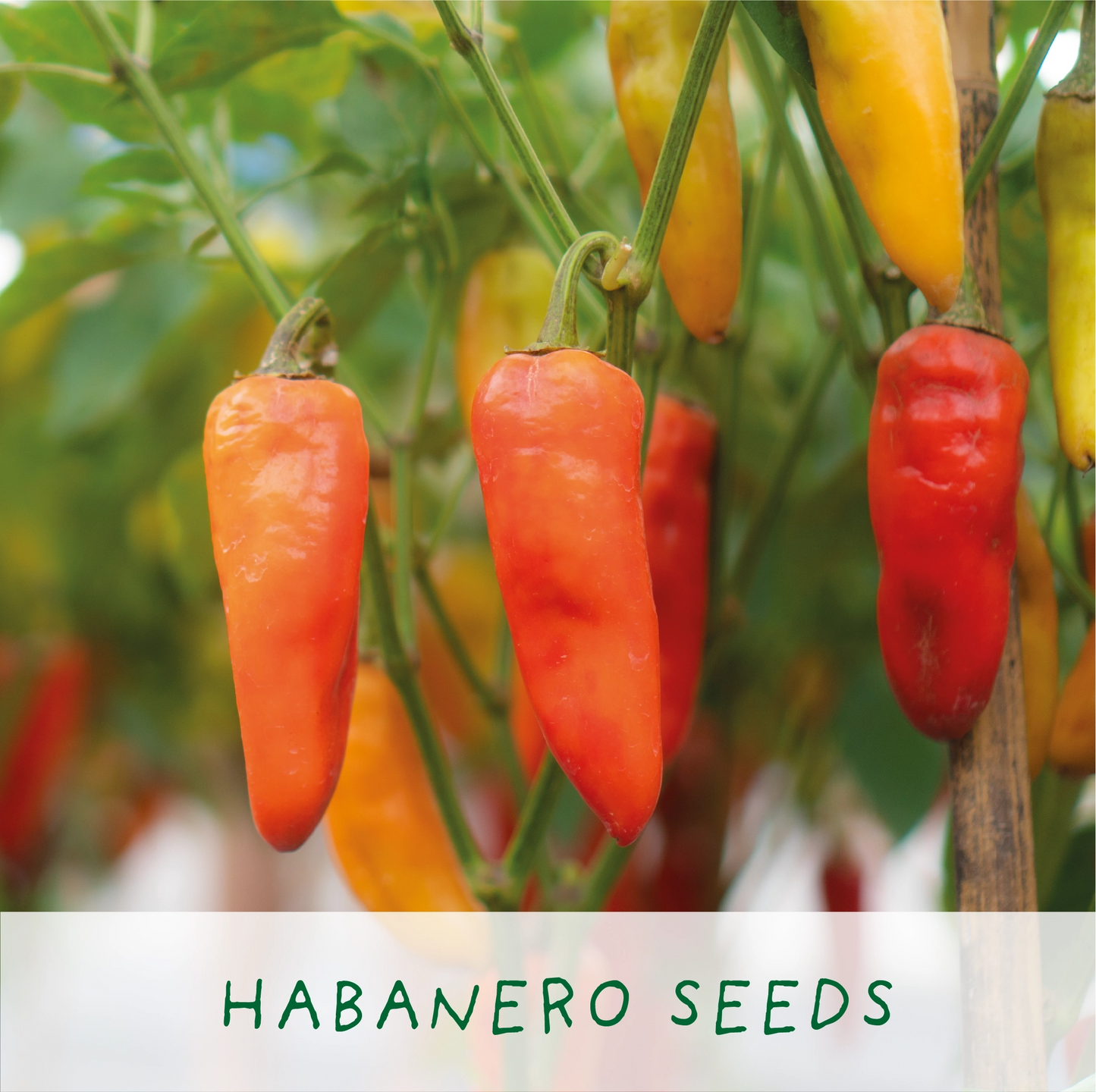 Red Hot Chilli Pot. Grow Your Own Plant Kit, Gardening Gift