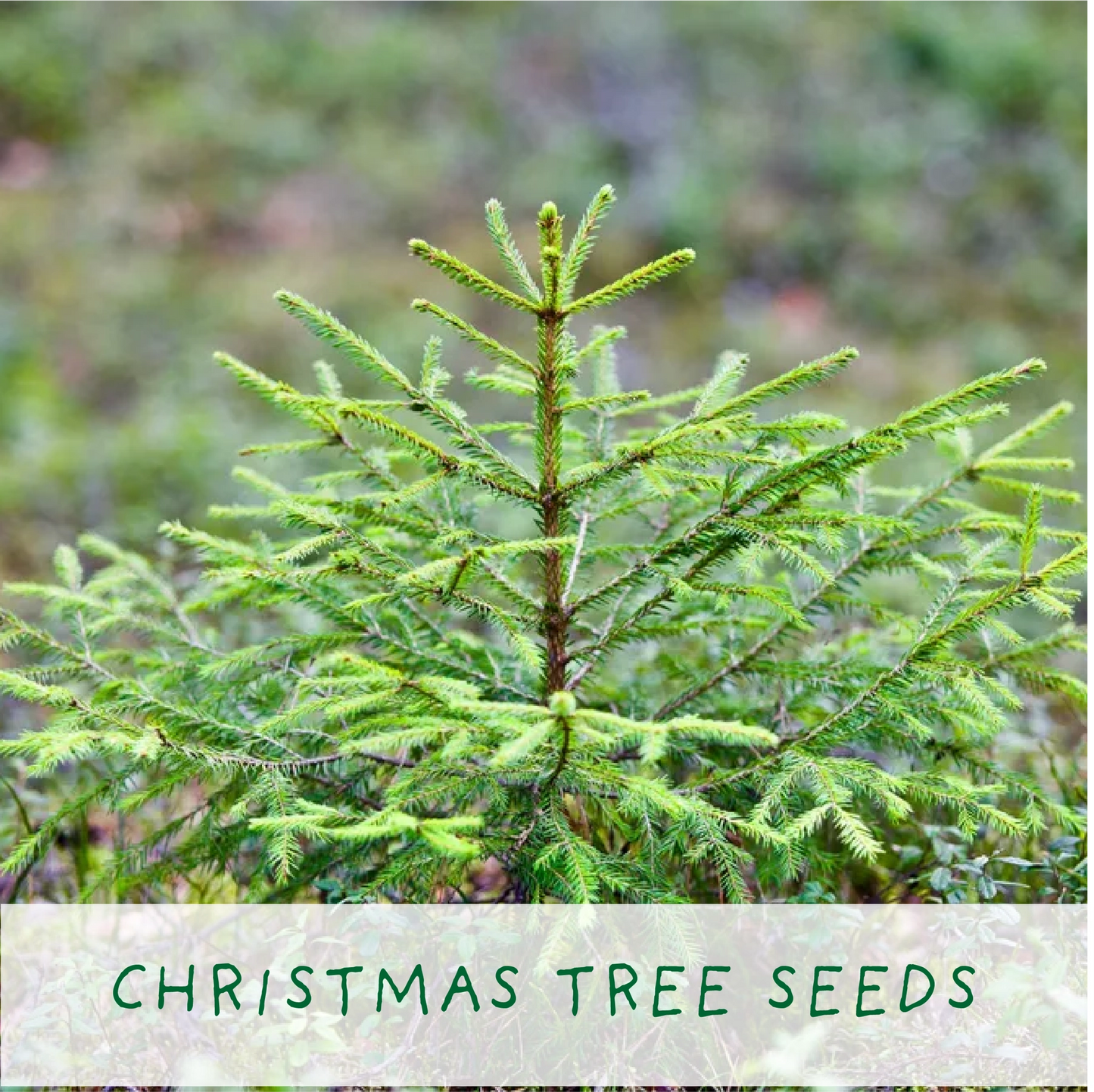 Christmas Tree Growing Kit with Candy Canes