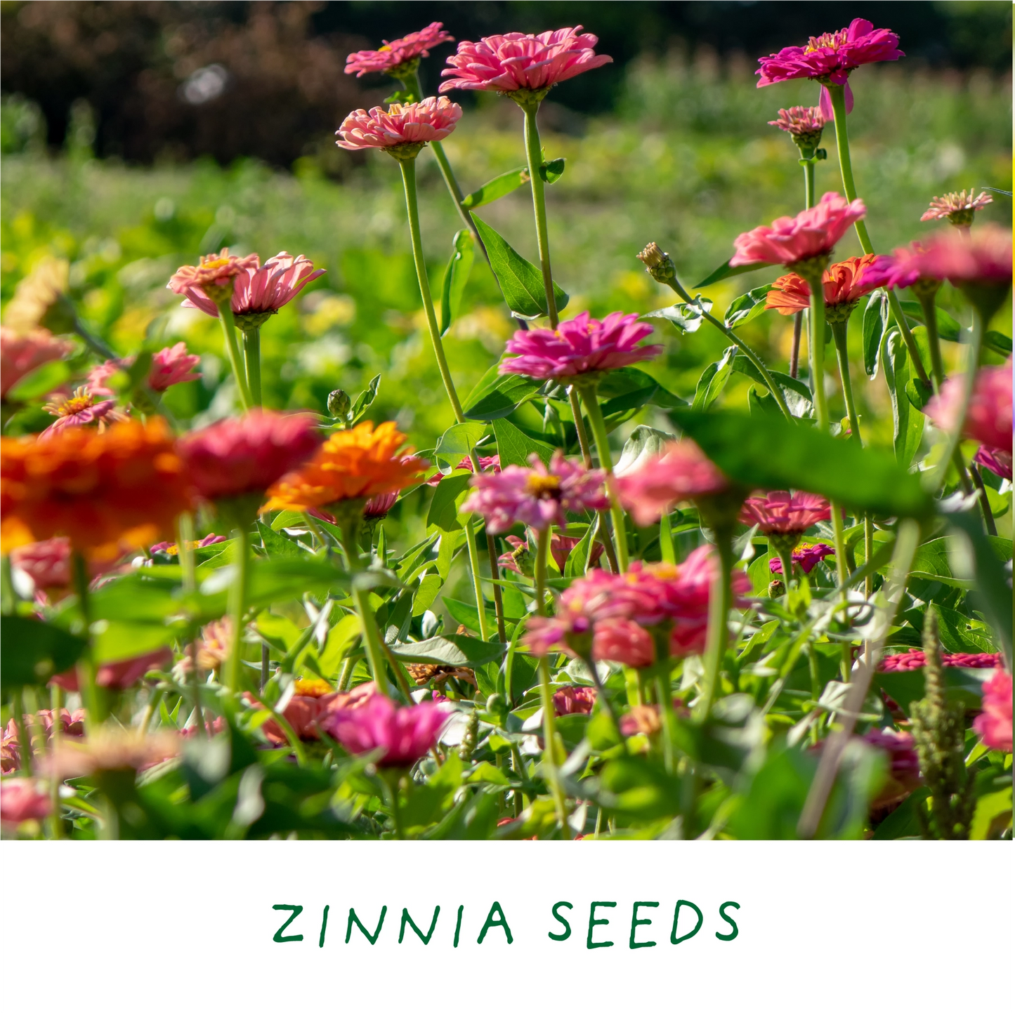 Finest Blooms. Eco Grow Your Own Flowers Gardening Kit.