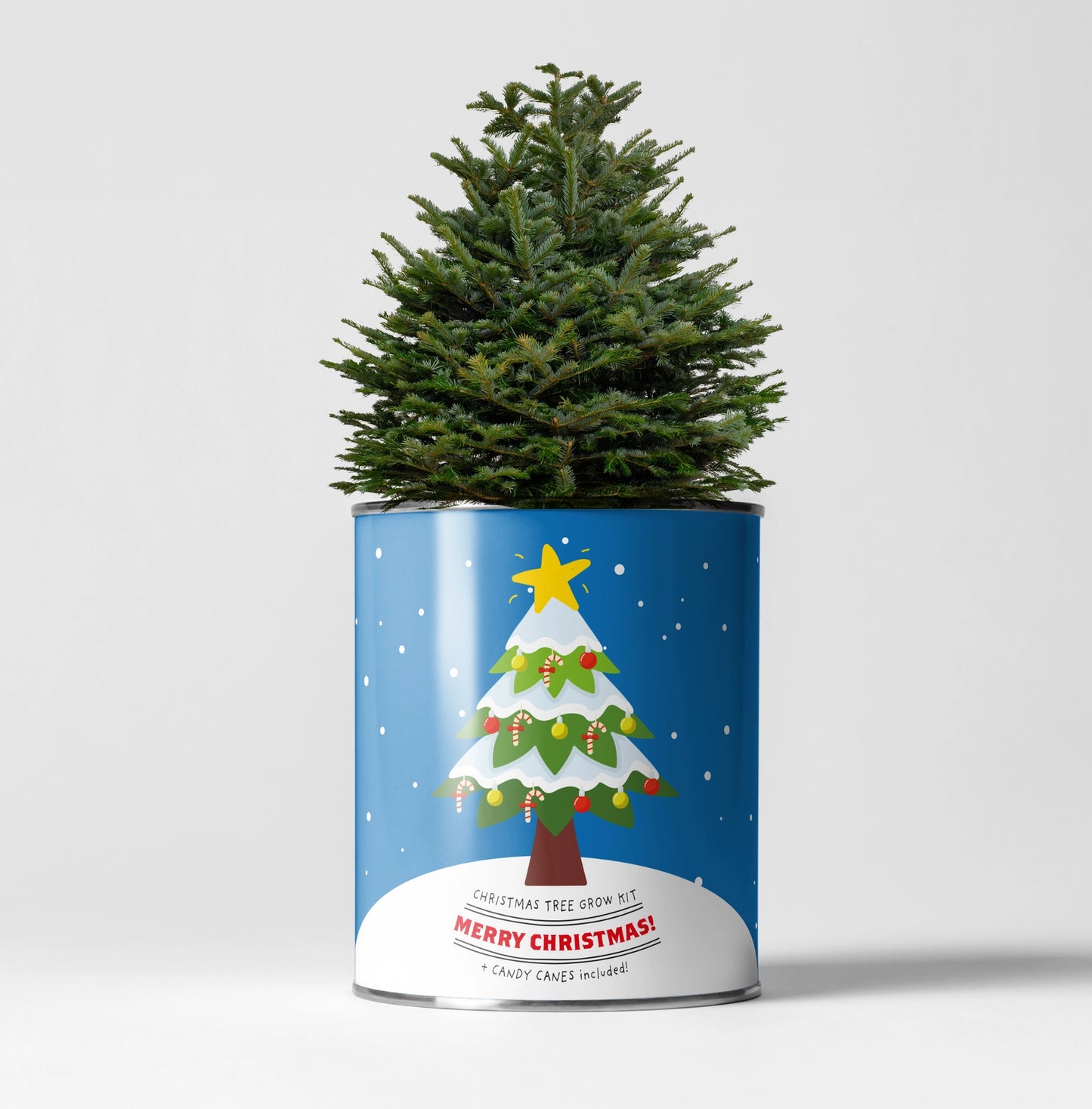 Christmas Tree Growing Kit with Candy Canes