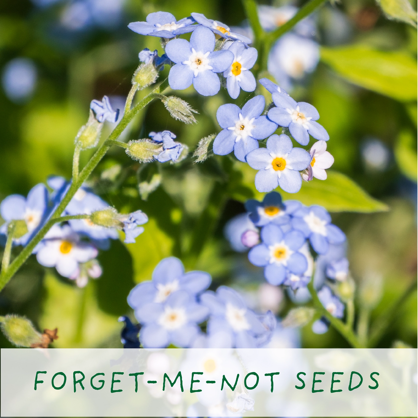 Seeds of Love. Eco Grow Your Own Plant Kit, Gardening Kit