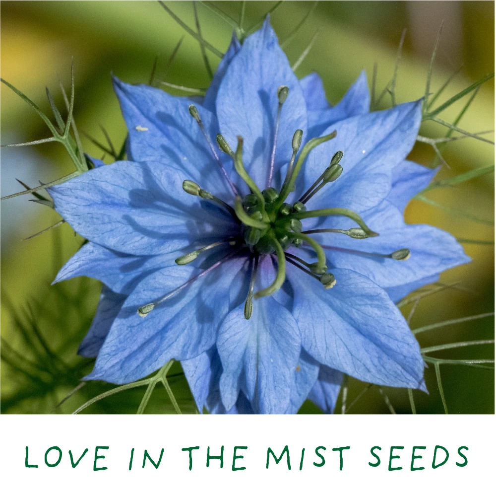 Love in the Mist | Romantic garden | Mini Grow Kit