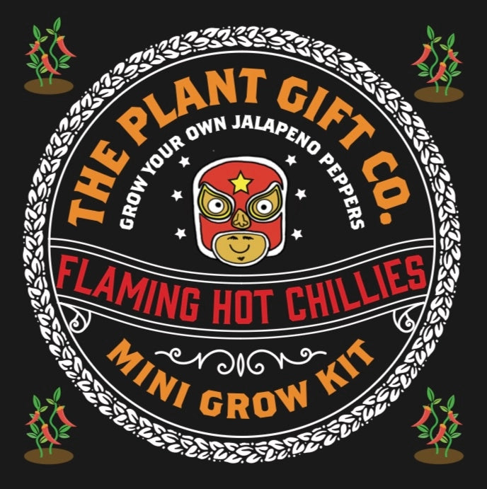 Jalapeño Chilli Mini Grow Kit