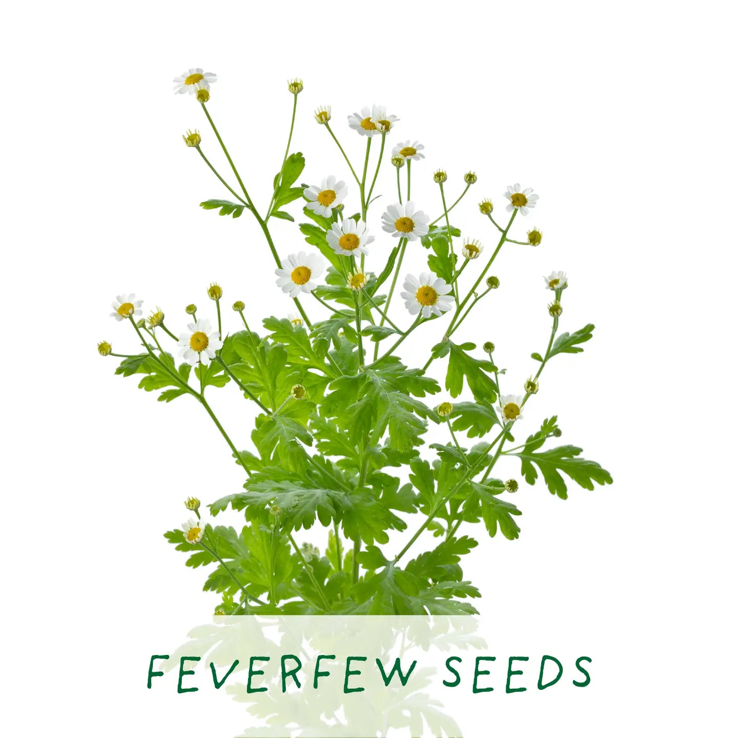 Herbal Tea Grow Your Own Kit