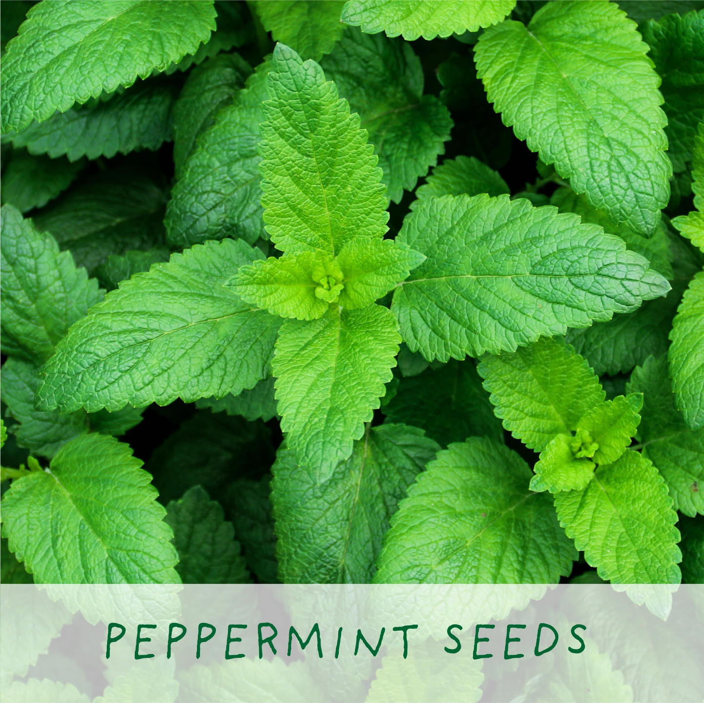 For the Best Mum. Herbal Tea Grow Your Own Kit