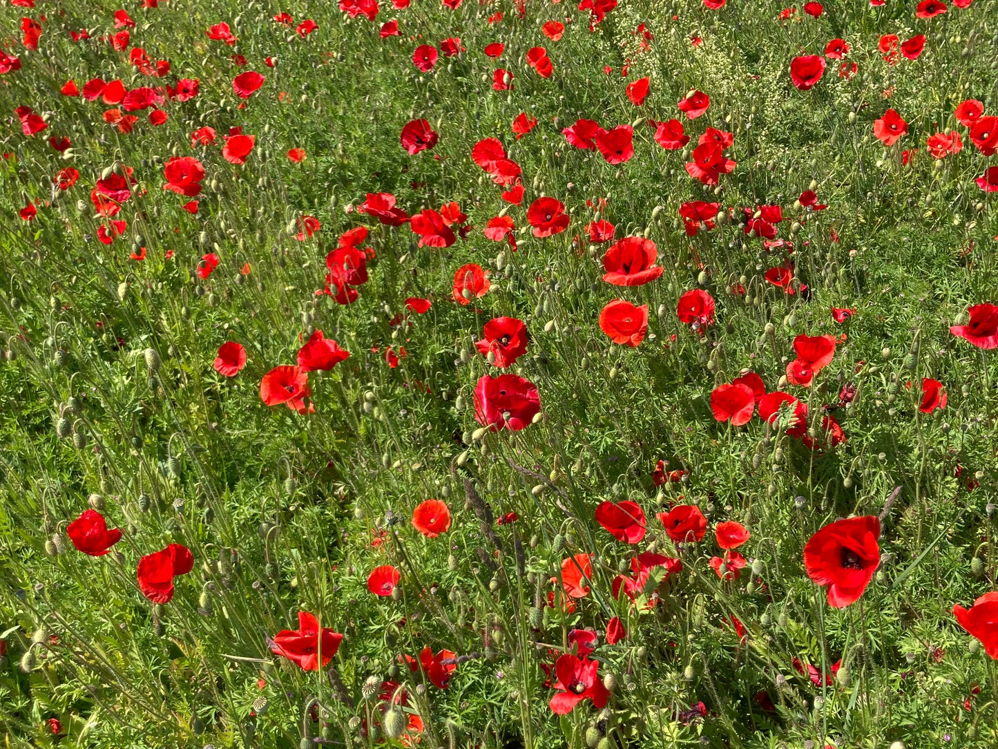 Remembrance Poppy Mini Grow Kit