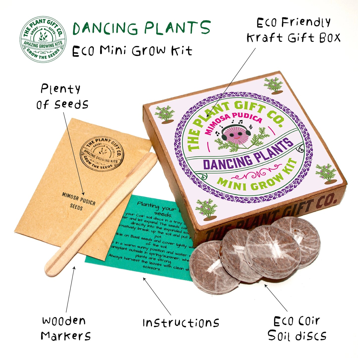 Grow Your Own Dancing Plants. Mimosa Pudica | Sensitive plant | Dancing Plant