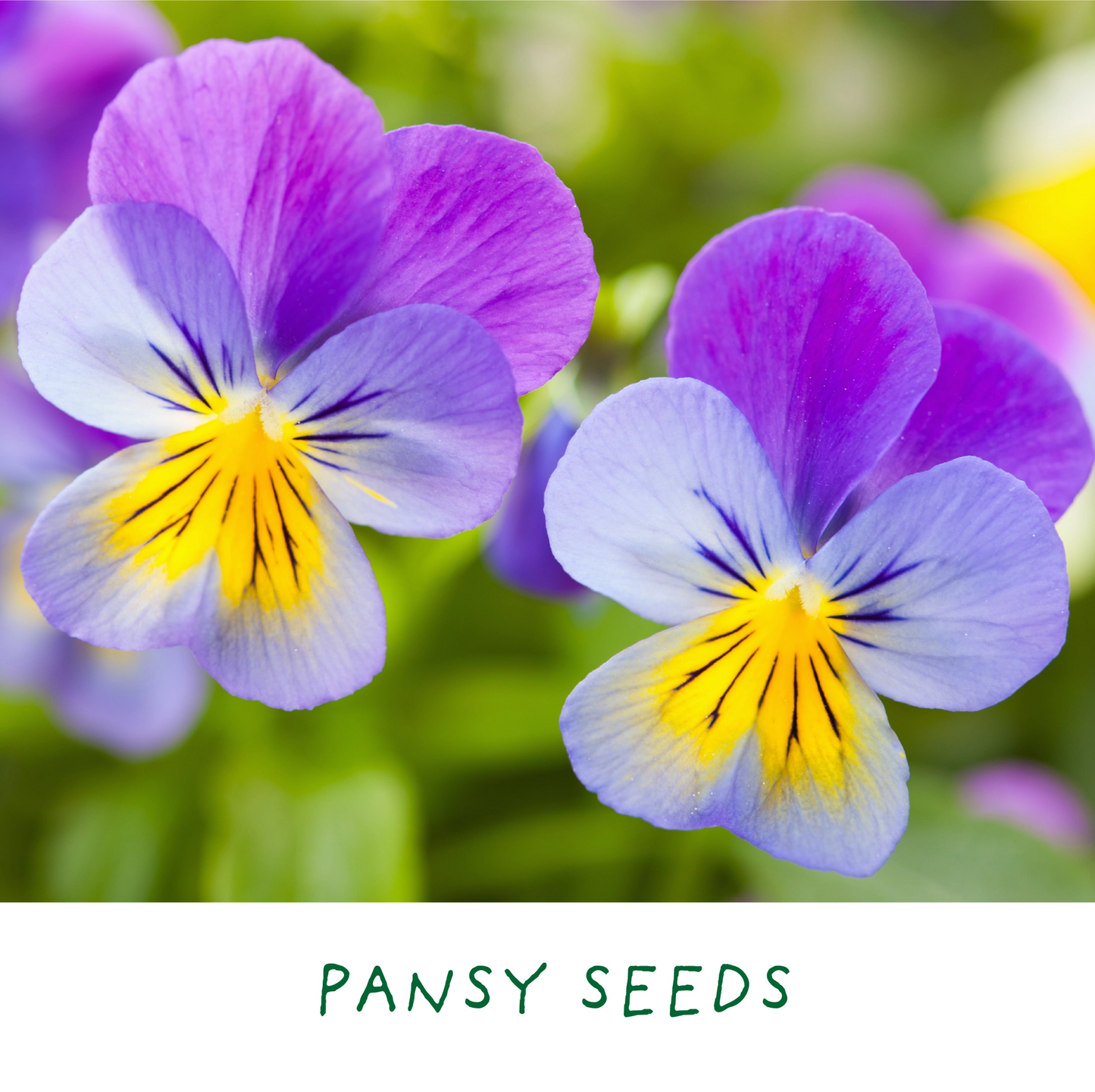 Finest Blooms. Eco Grow Your Own Flowers Gardening Kit.