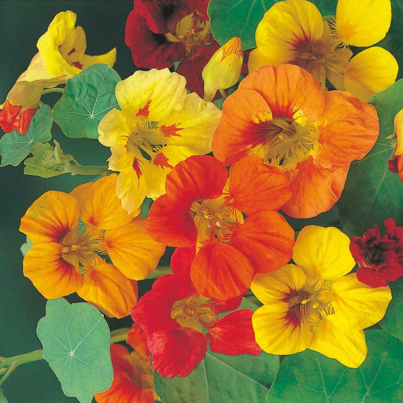 Nasturtium Edible Flowers Mini Grow Kit