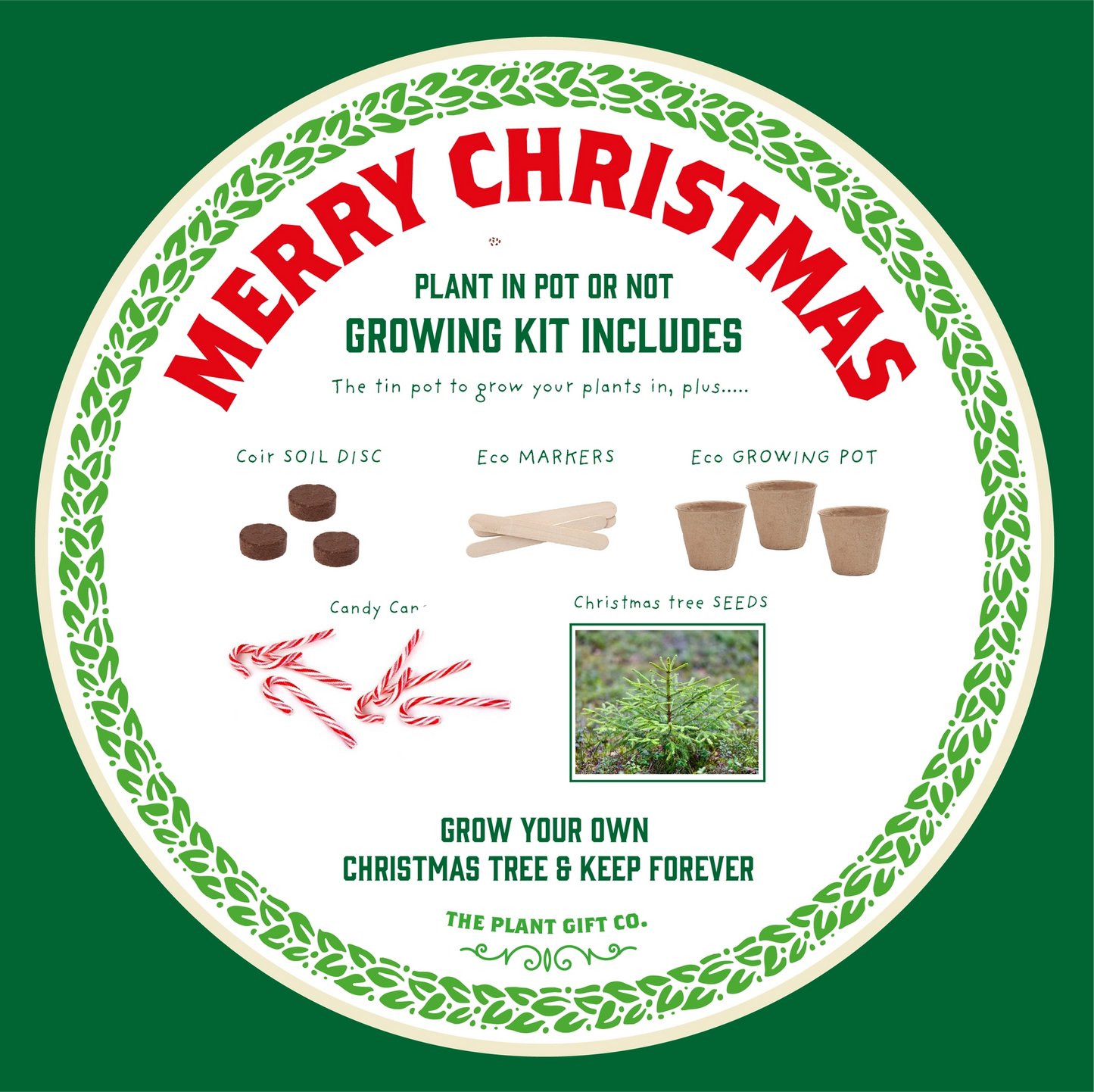 Christmas Tree Growing Kit with Candy Canes