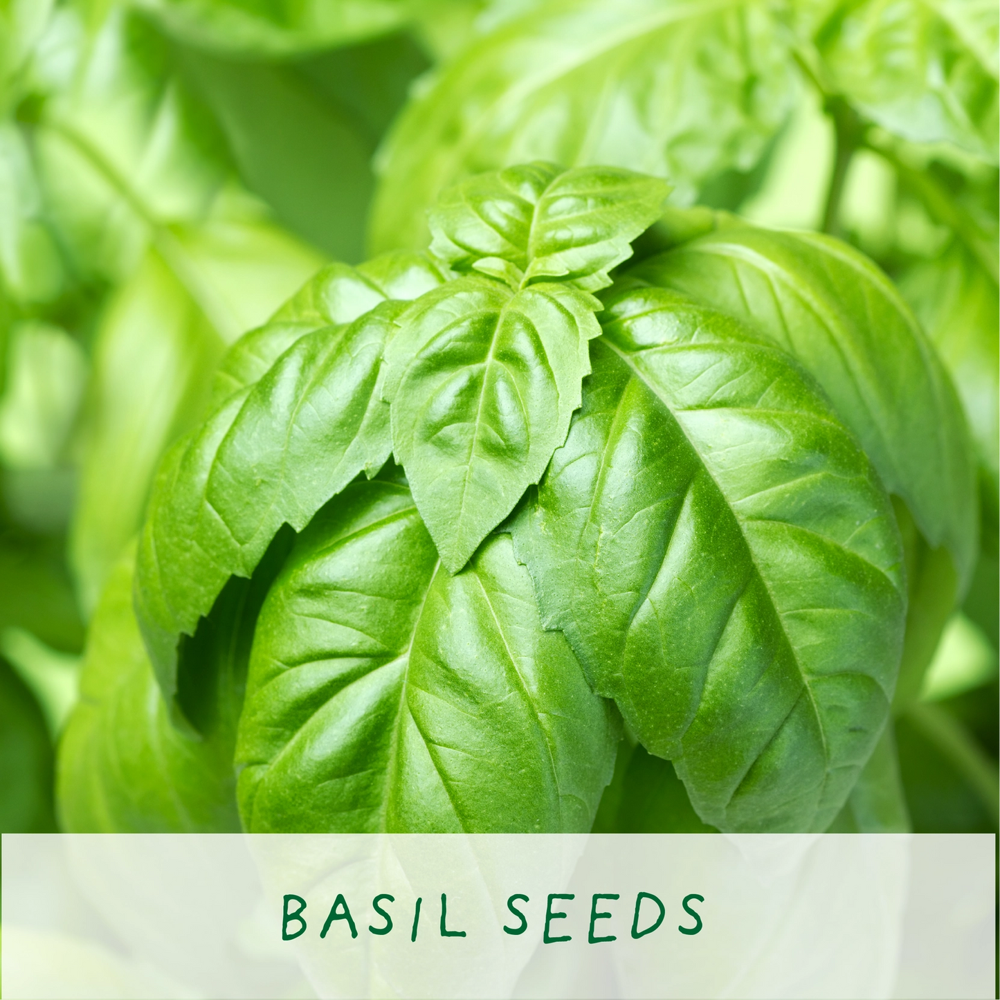 Basil Mini Grow Kit