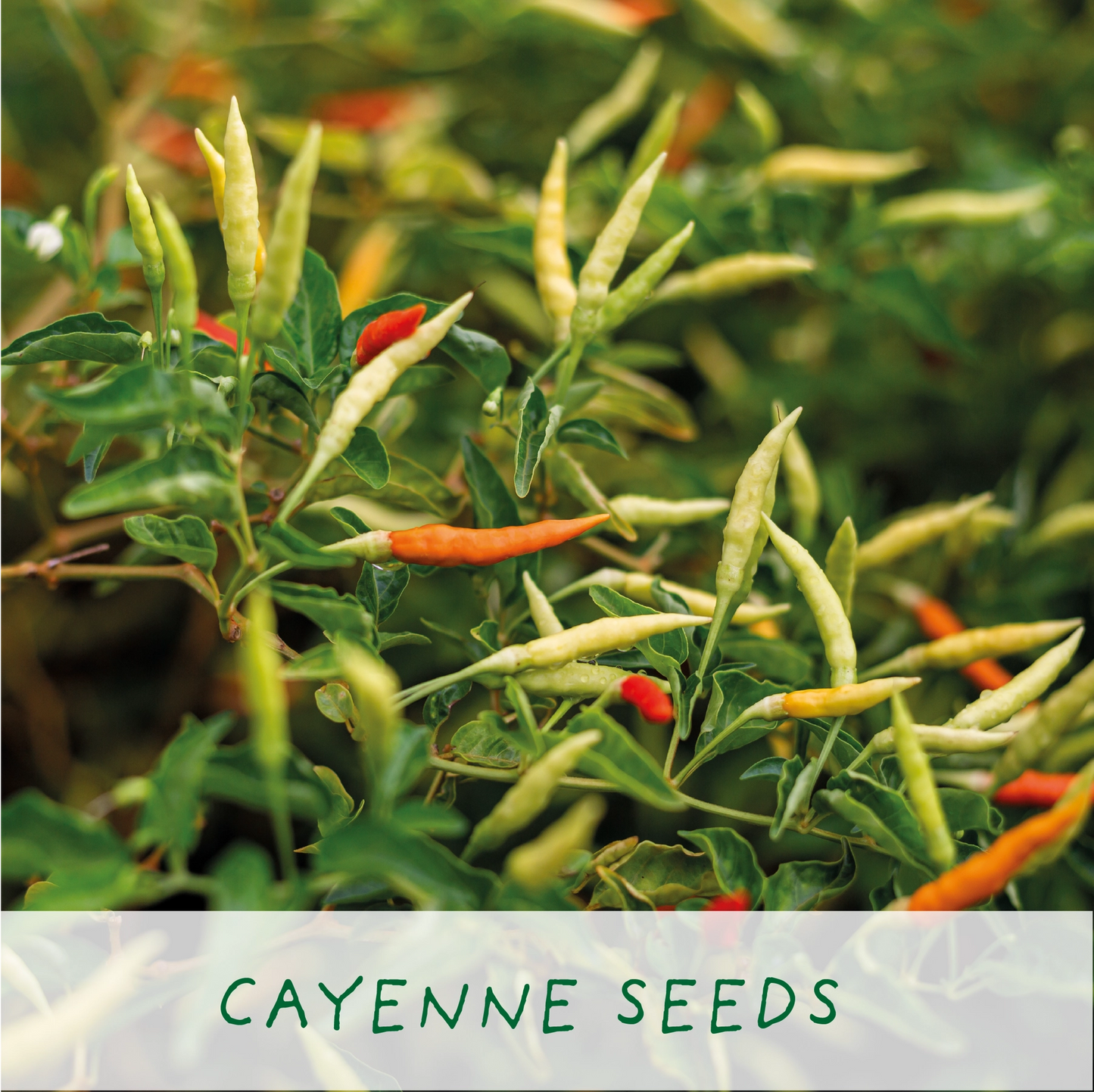 Red Hot Chilli Pot. Grow Your Own Plant Kit, Gardening Gift