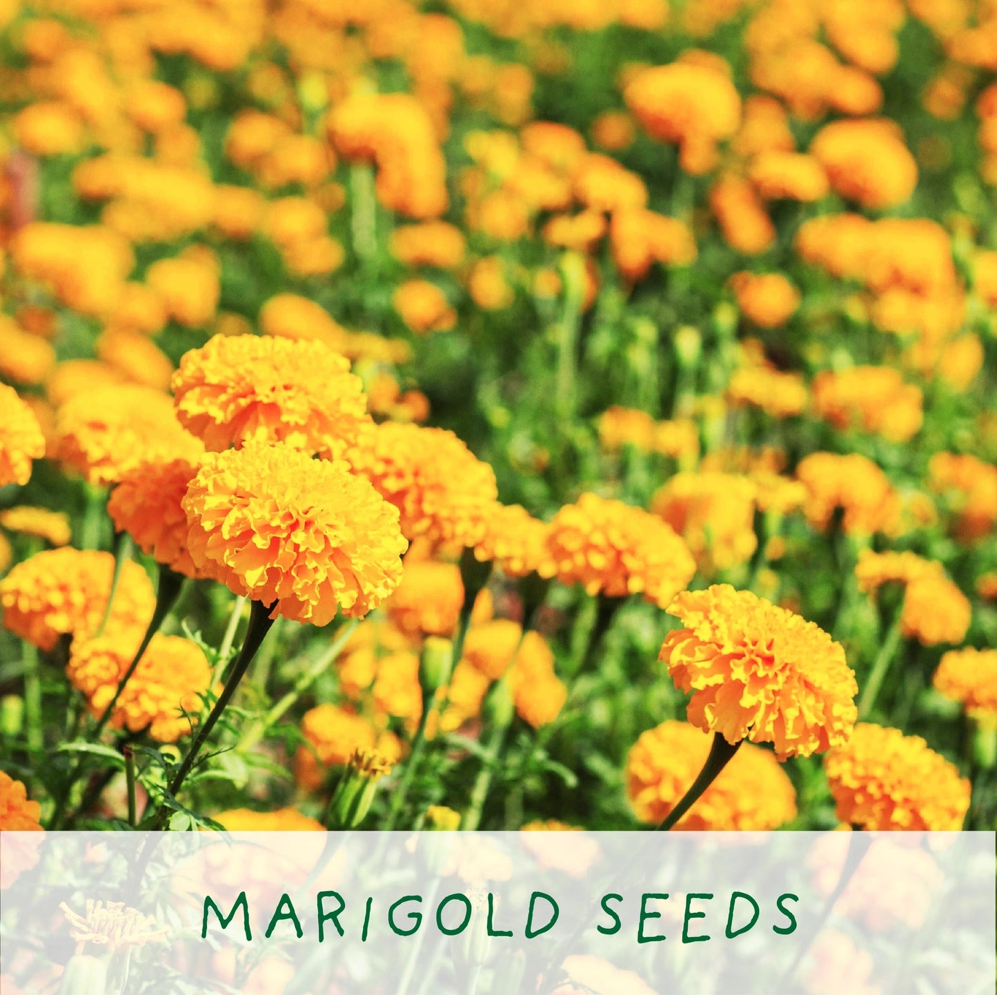 Finest Blooms. Eco Grow Your Own Flowers Gardening Kit.