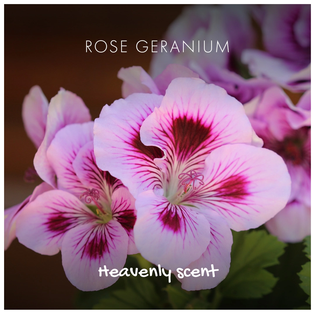 Rose Geranium Eco Friendly Soap Bar