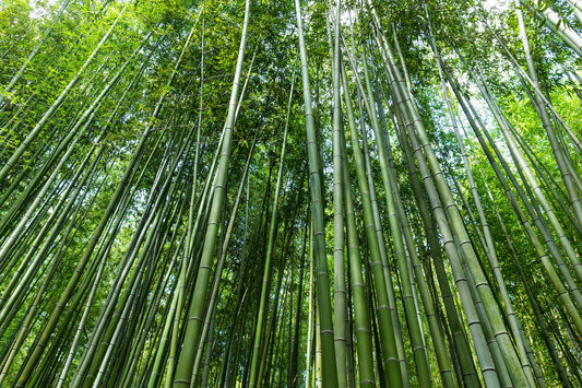 Bamboo The Amazing Sustainable Wood And Cotton Substitute
