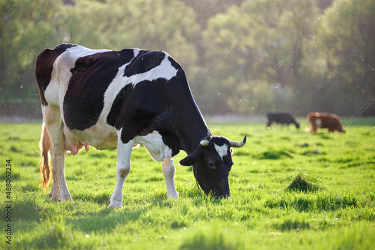 A cow grazing on grass