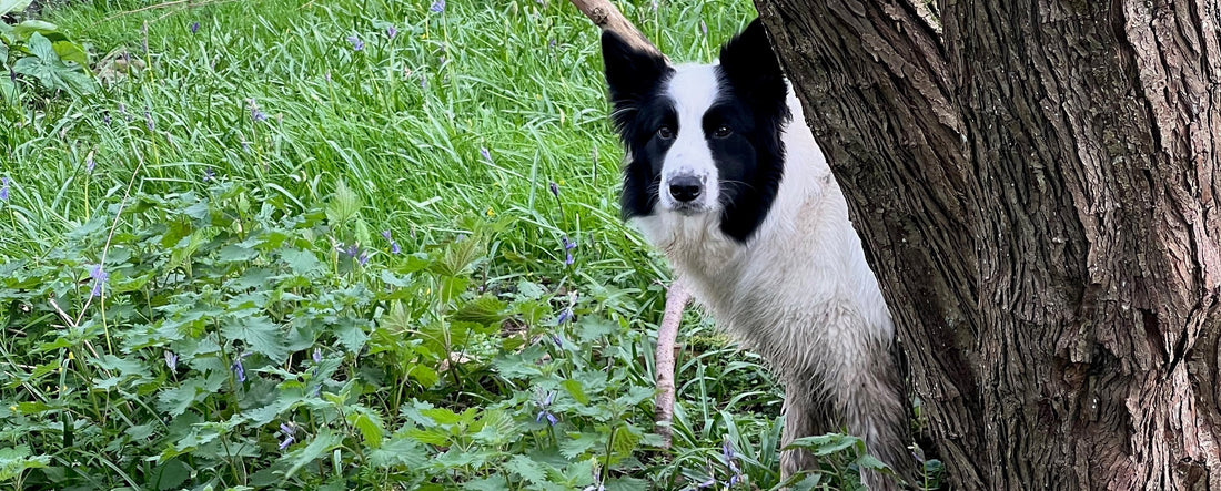 Every Pair of Bare Kind Socks Gives Twice: The Border Collie Spot