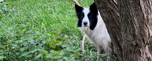 Every Pair of Bare Kind Socks Gives Twice: The Border Collie Spot