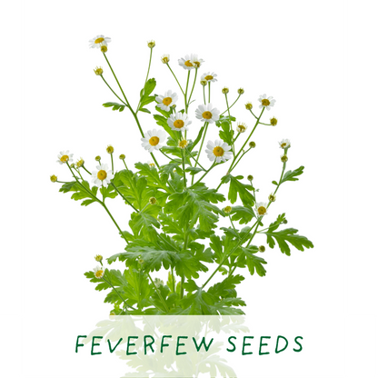 Homemade Brew. Eco Grow Your Own Herbal Tea Kit, Gardening Gift.