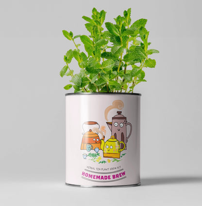 Homemade Brew. Eco Grow Your Own Herbal Tea Kit, Gardening Gift.