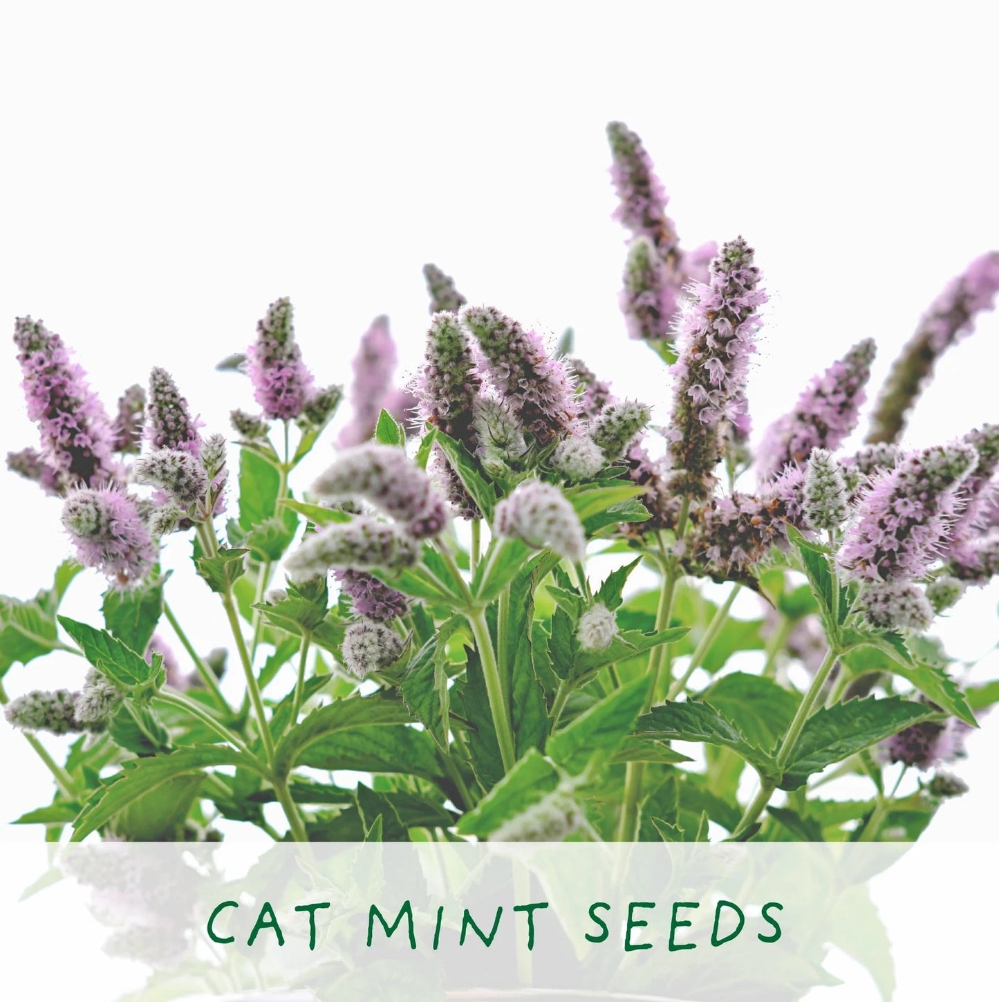 Hairy Pawter. Eco Grow Your Own Cat-Friendly Grow Kit.