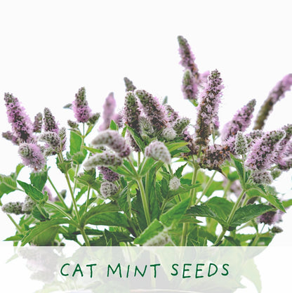 Hairy Pawter. Eco Grow Your Own Cat-Friendly Grow Kit.