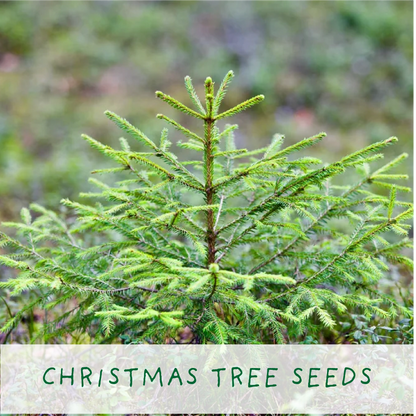 Merry Christmas, Grow Your Own Xmas Tree, Plus Candy Canes