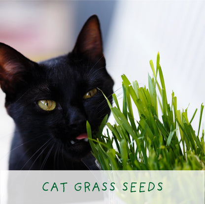Purrfect Treat. Eco Grow Your Own Plant Kit, Gardening Kit. Cat Plants