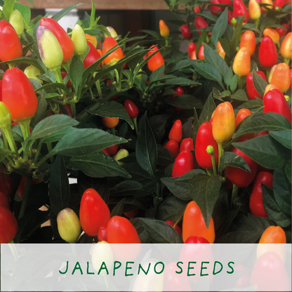 Father's Day Card - Happy Father's Day. Eco Mini Chilli Grow Kit