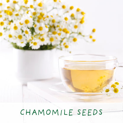 Homemade Brew. Eco Grow Your Own Herbal Tea Kit, Gardening Gift.