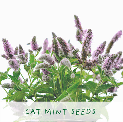 Purrfect Treat. Eco Grow Your Own Plant Kit, Gardening Kit. Cat Plants