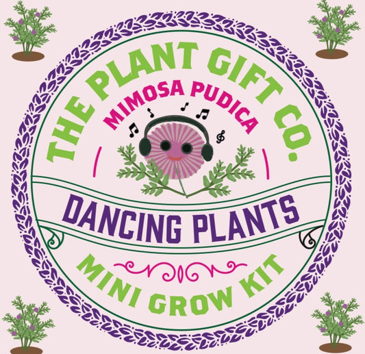 Grow Your Own Dancing Plants. Mimosa Pudica | Sensitive plant | Dancing Plant