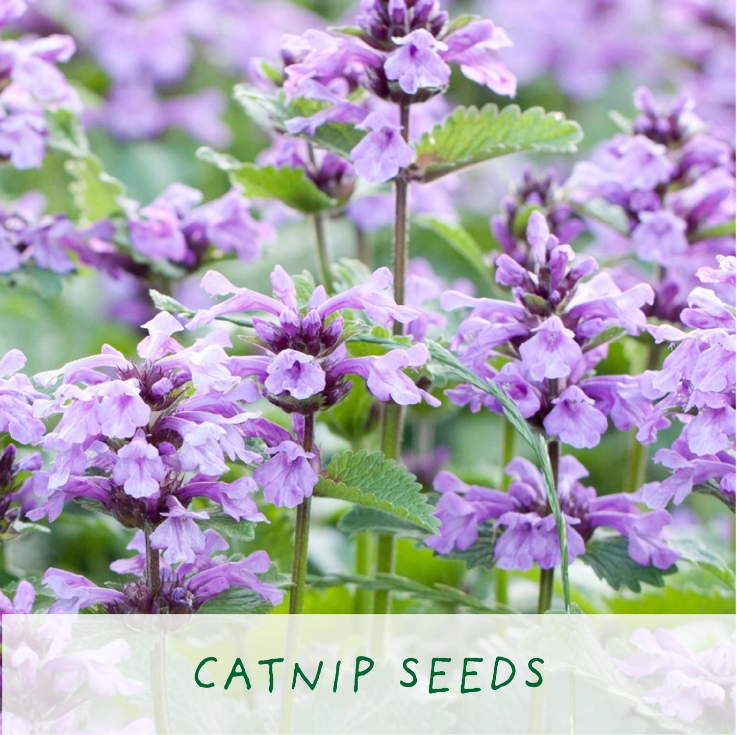 Purrfect Treat. Eco Grow Your Own Plant Kit, Gardening Kit. Cat Plants