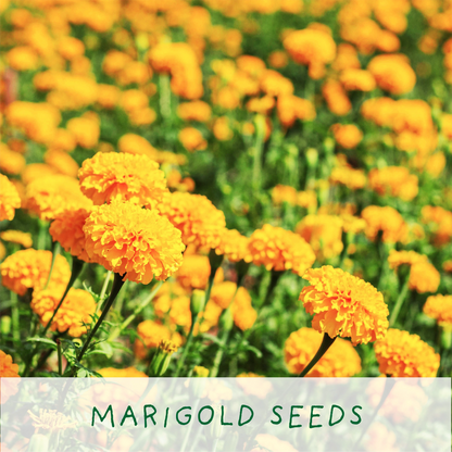 Frida's Flowers. Eco Grow Your Own Plant, Gardening Kit.