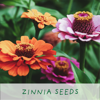 Frida's Flowers. Eco Grow Your Own Plant, Gardening Kit.