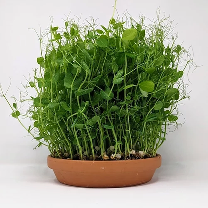 Microgreens Growing Kit | Complete Starter Set