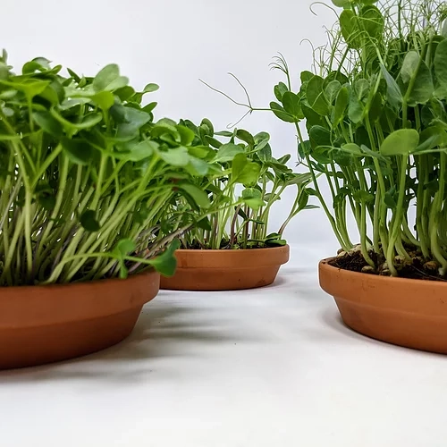 Microgreens Growing Kit for Kids | 15 Grows
