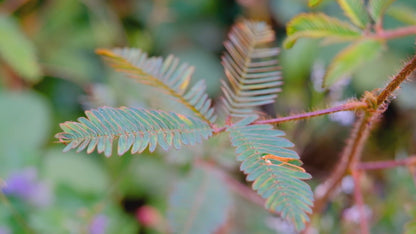 Grow Your Own Dancing Plants. Mimosa Pudica | Sensitive plant | Dancing Plant